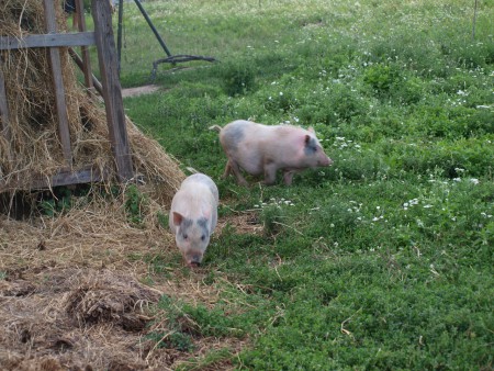 Pat a Mat aj toto je sučasť našej farmy