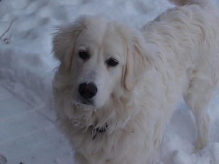 Guba naš novy stražca 