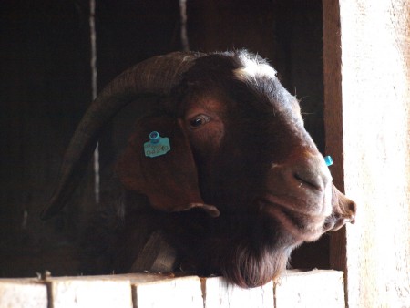 Burský cap -Achyles