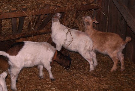 2,5mesačné 50% burské kozičky su to riadny mackovia