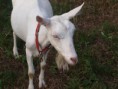 Evička-biela krátkosrstá koza bezrohá